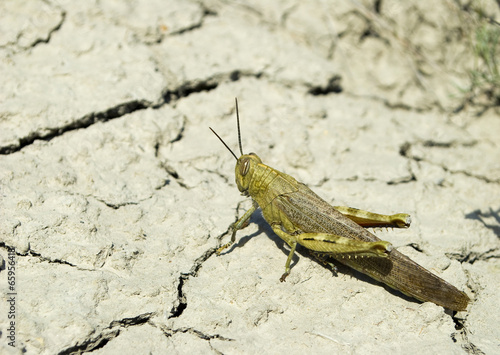 Locusta migratoria © Inna_G