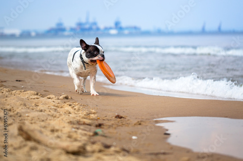 Fototapeta Naklejka Na Ścianę i Meble -  French bulldog playing on the beach at Baltic Sea