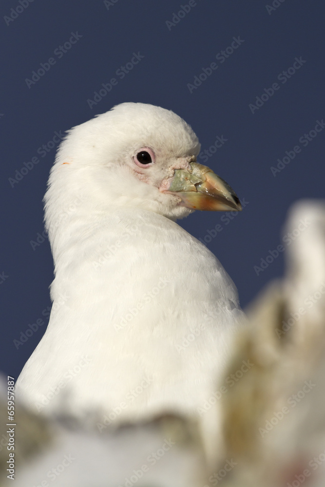 Snowy Sheathbill portrait sitting in the rocks of the Antarctic Snowy Sheathbill portrait sitting in the rocks of the Antarctic