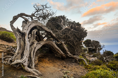 Gnarled Juniper Tree Shaped By The Wind photo