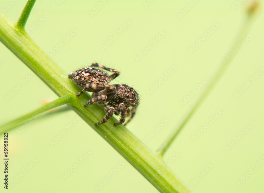 Fototapeta premium Jumping spider - Sitticus pubescens