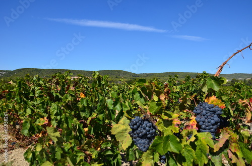 Tableau sur toile Vignes de Cassis, vin de Cassis