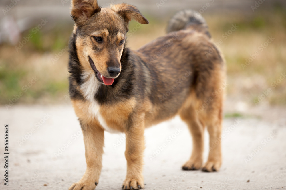 street Small dog street Small dog