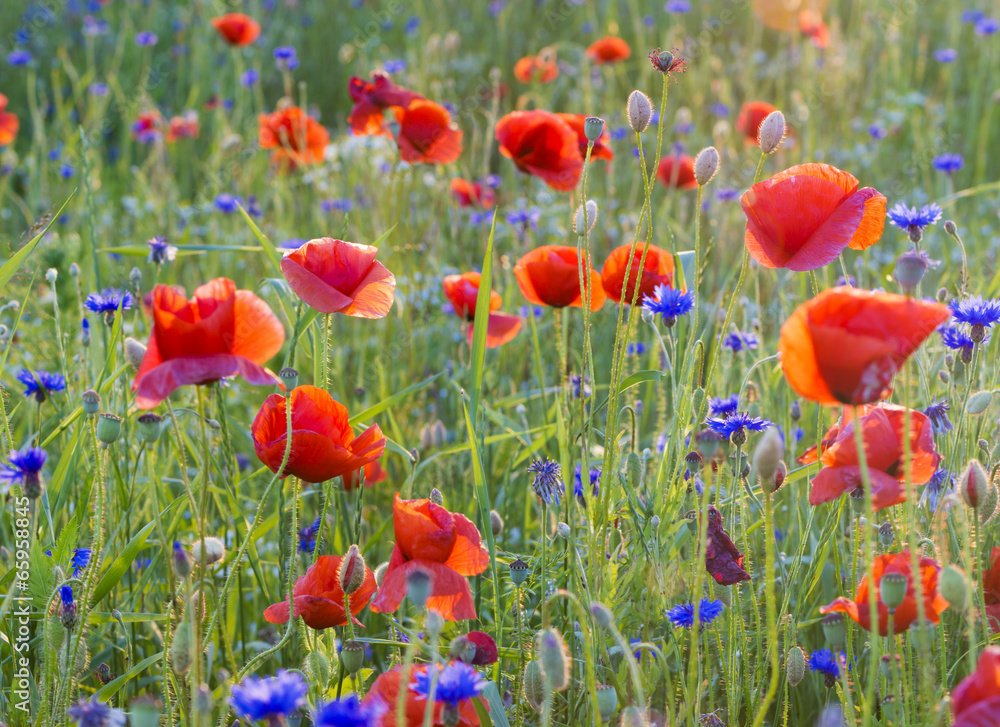 Fototapeta premium Polne maki pośród traw i kwiatów polnych