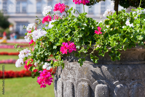 Fototapeta Naklejka Na Ścianę i Meble -  Bright heranium flowers in ancient stone pot