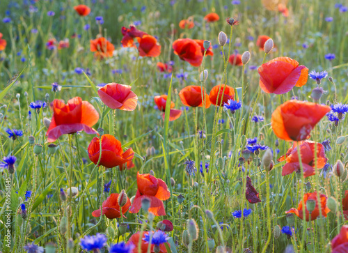 Fototapeta Naklejka Na Ścianę i Meble -  Polne maki pośród traw i kwiatów polnych