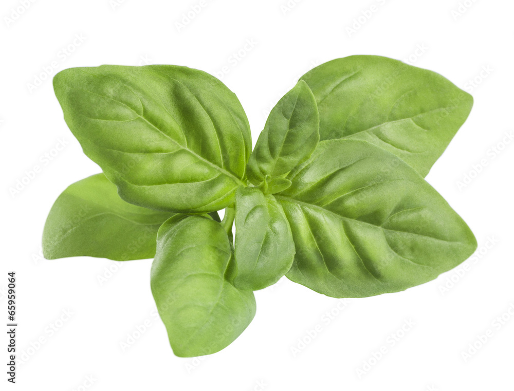 Opaque green basil leaves isolated on white background Opaque green basil leaves isolated on white background