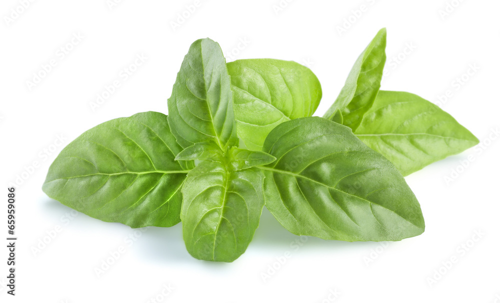 Basil leaves isolated on white background horizontal Basil leaves isolated on white background horizontal