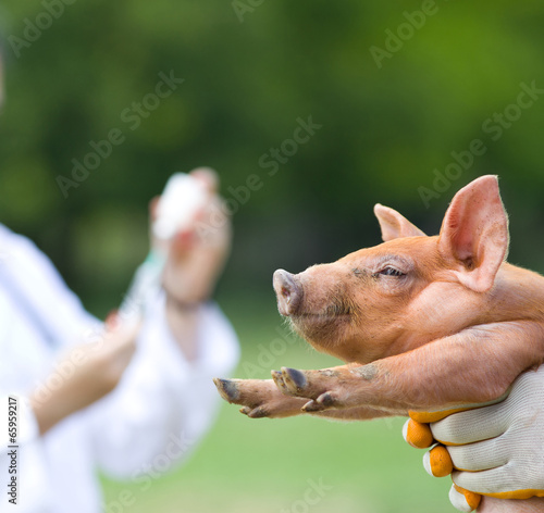 Vaccination of piglets photo