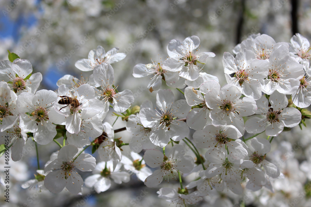 Fototapeta premium branch of blossoming cherry