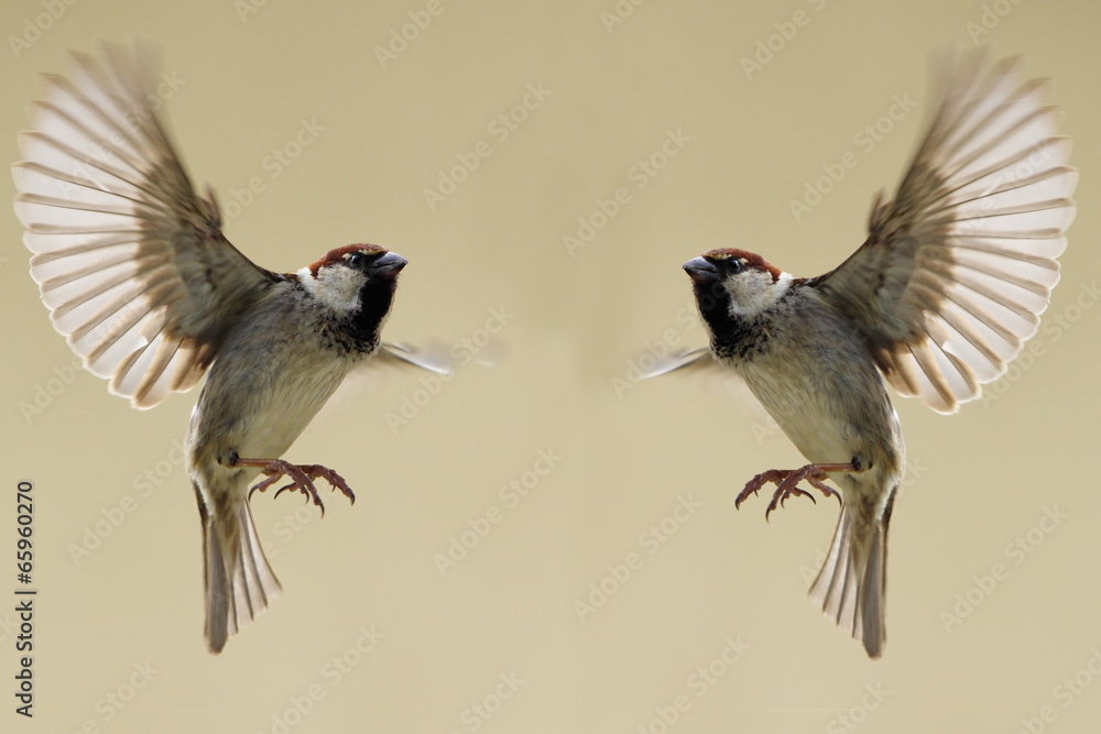Fototapeta premium Passeri in volo