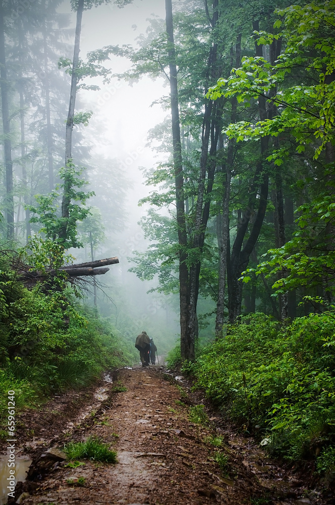 Obraz premium Deep fog in the forest