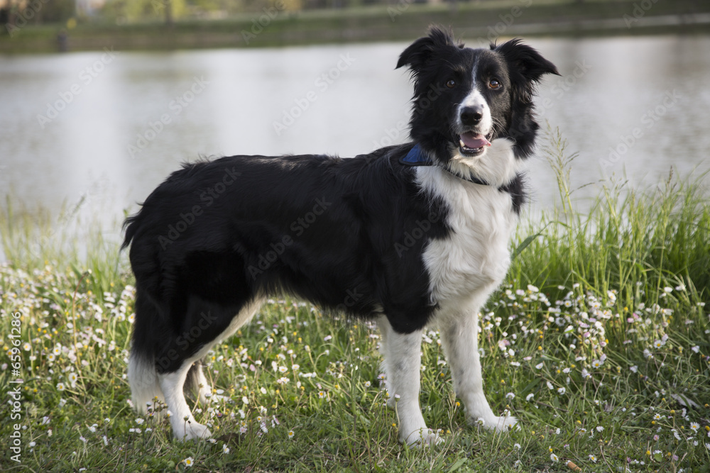 border collie