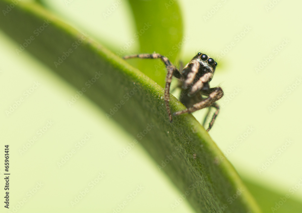 Jumping spider - Salticus scenicus Jumping spider - Salticus scenicus