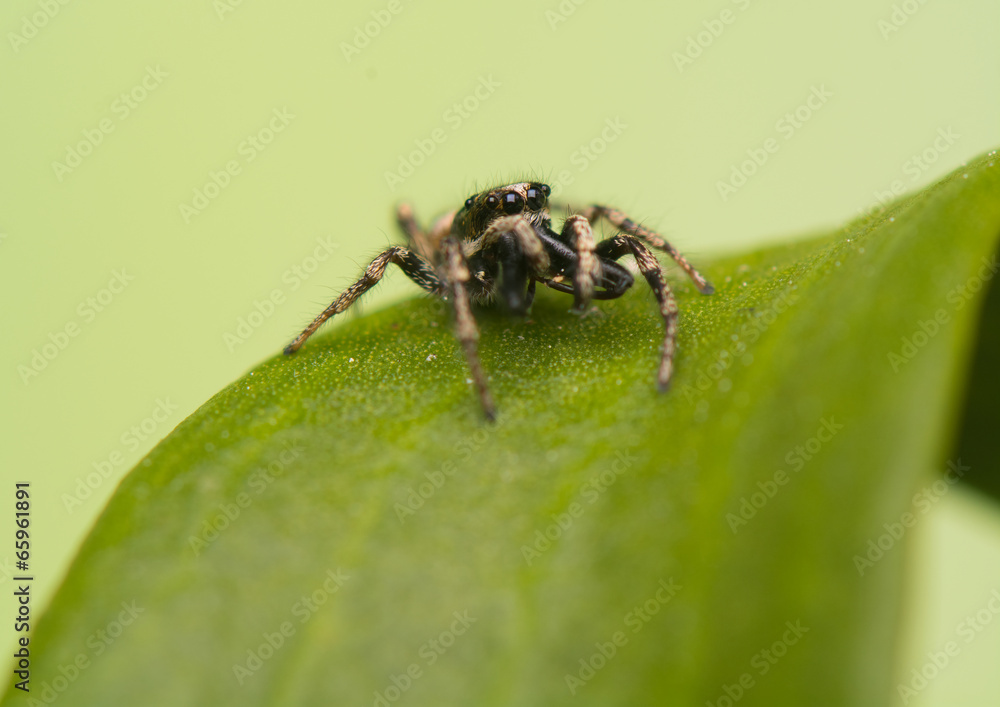 Jumping spider - Salticus scenicus Jumping spider - Salticus scenicus