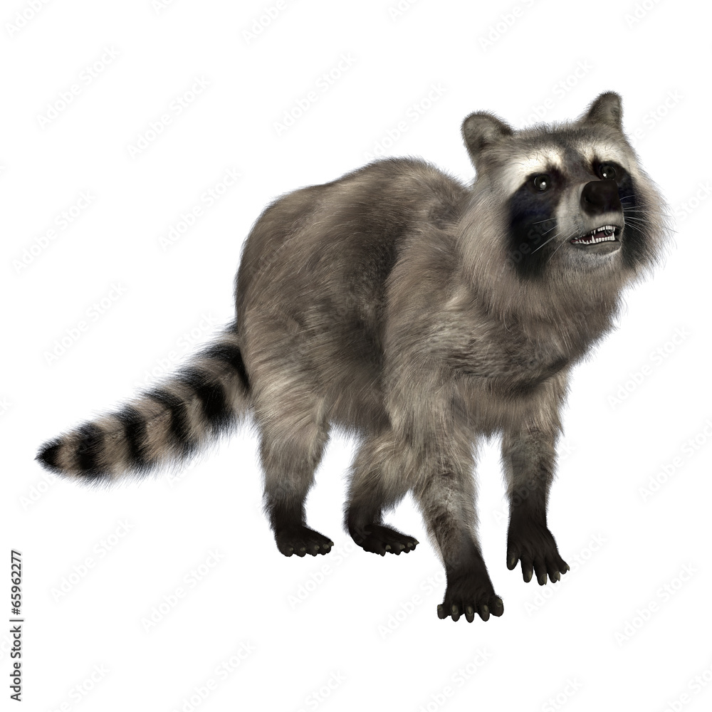 Obraz premium Raccoon