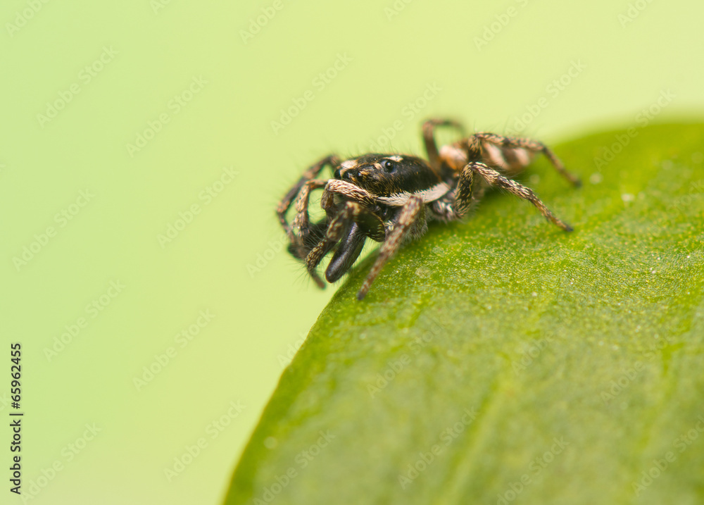 Jumping spider - Salticus scenicus Jumping spider - Salticus scenicus