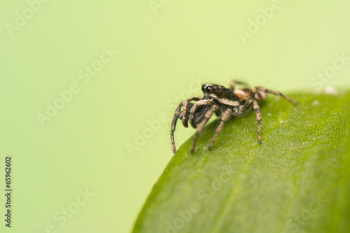 Jumping spider - Salticus scenicus