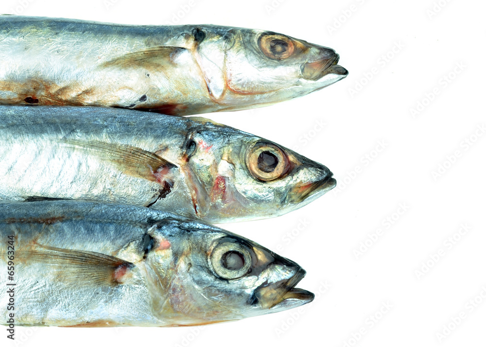 fresh sardine on white background