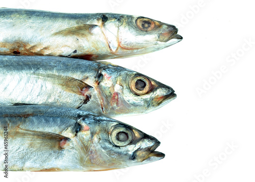 fresh sardine on white background