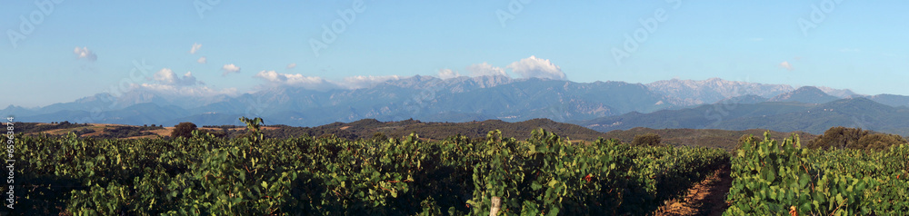vignoble de côte orientale Corse