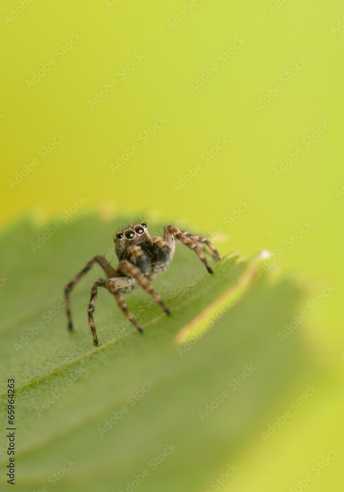 Jumping spider - Sitticus pubescens Jumping spider - Sitticus pubescens