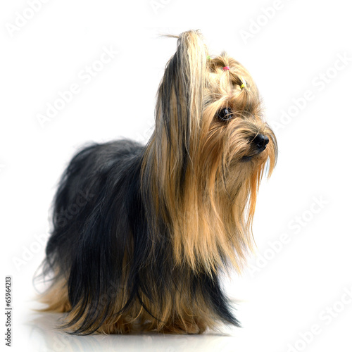 Yorkshire Terrier isolated on the white background © evegenesis