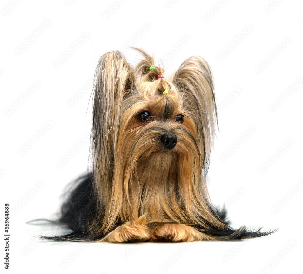 yorkshire terrier isolated on white yorkshire terrier isolated on white