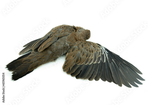 dead bird on white background
