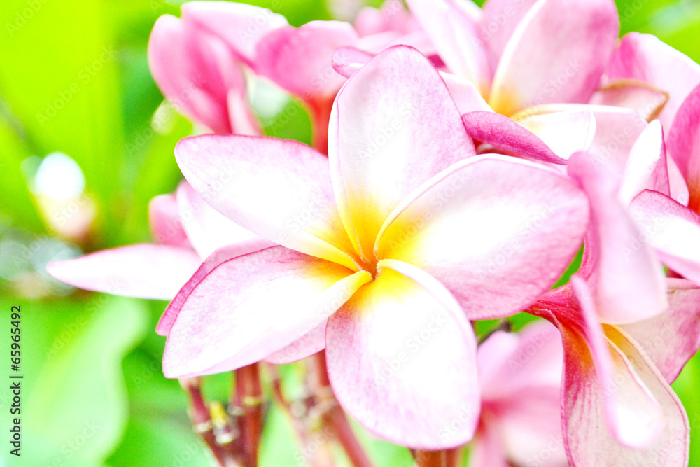 Pink Frangipani Flowers on the tree