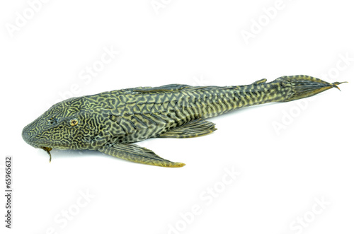 Fish Hypostomus plecostomus isolated on white