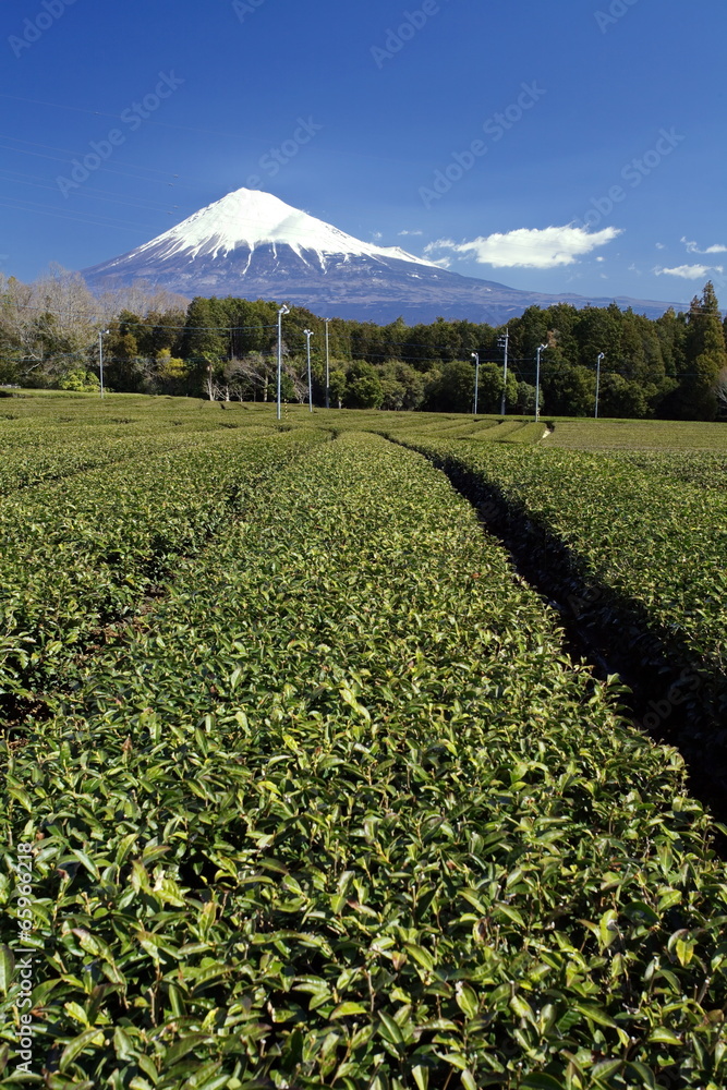 mountain fuji and green tea field from shizuoka, japan mountain fuji and green tea field from shizuoka, japan