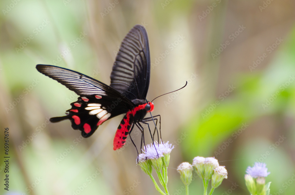 Fototapeta premium Monarch butterfly on white flowers