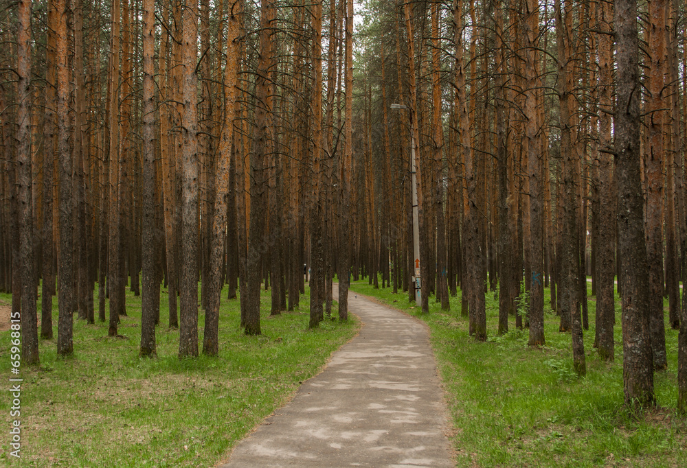 Obraz premium Лес