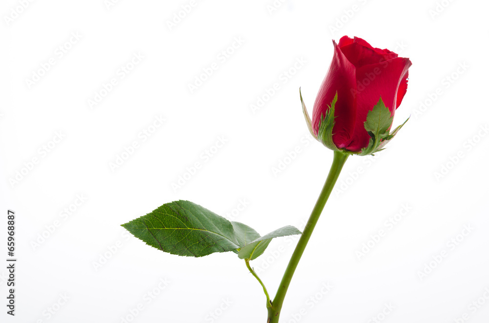 Red rose Red rose