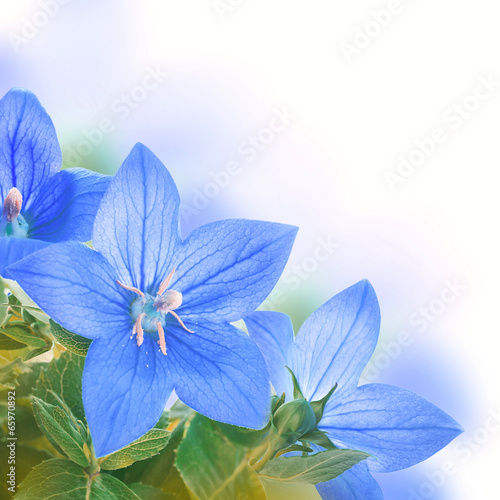 Fototapeta Naklejka Na Ścianę i Meble -  Bouquet of bells, floral background