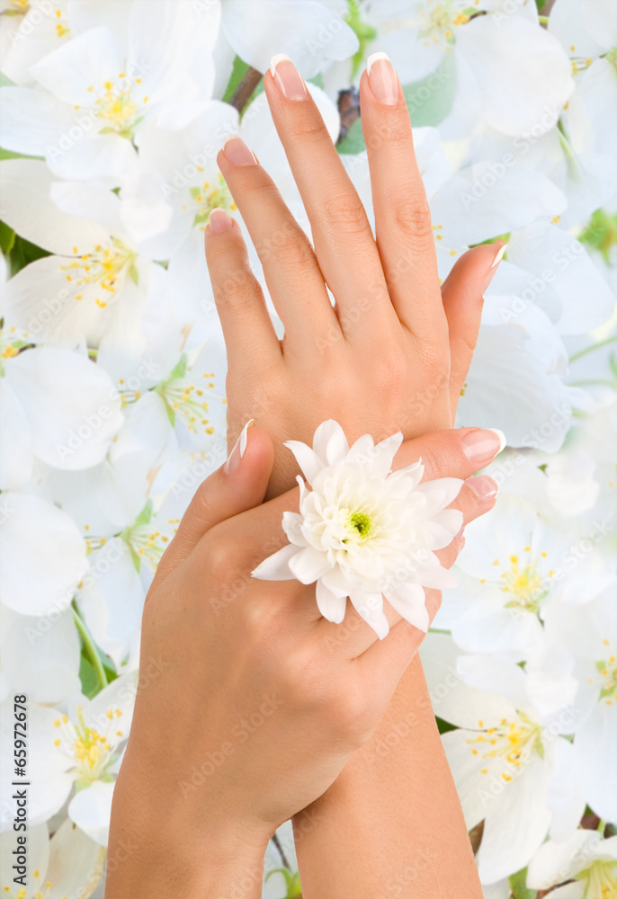 Fototapeta premium Beautiful female hands