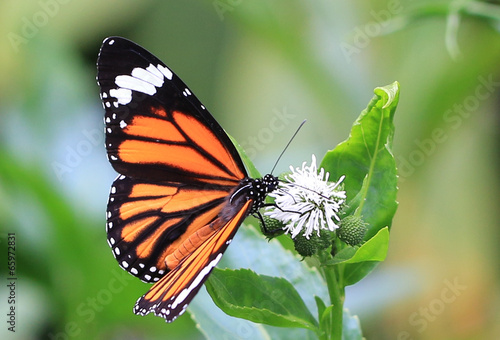 Canvas Print butterfly and blooming flower