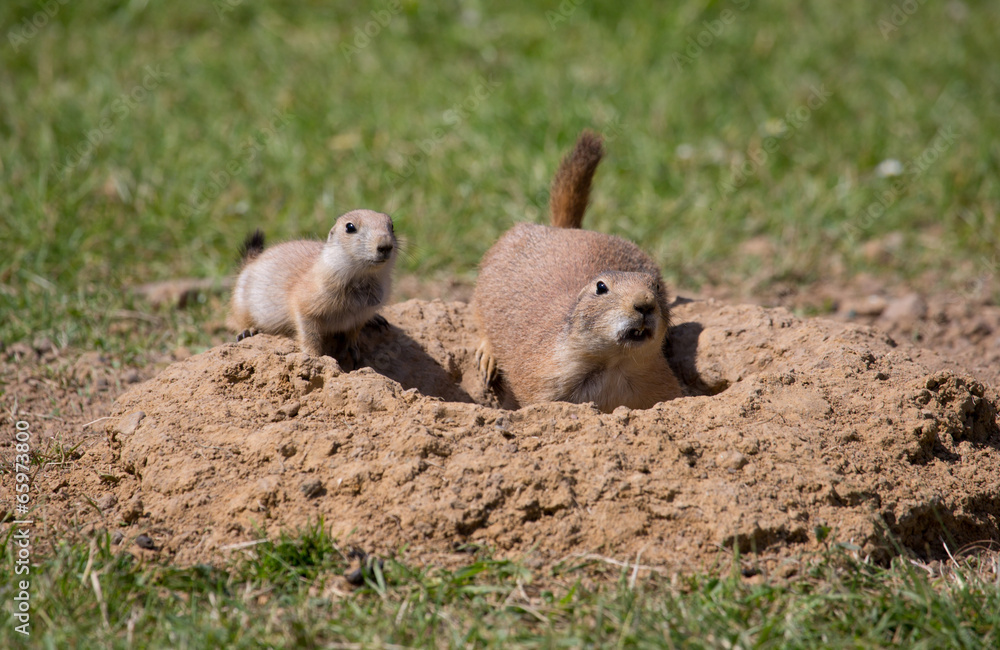 Fototapeta premium Präriehunde