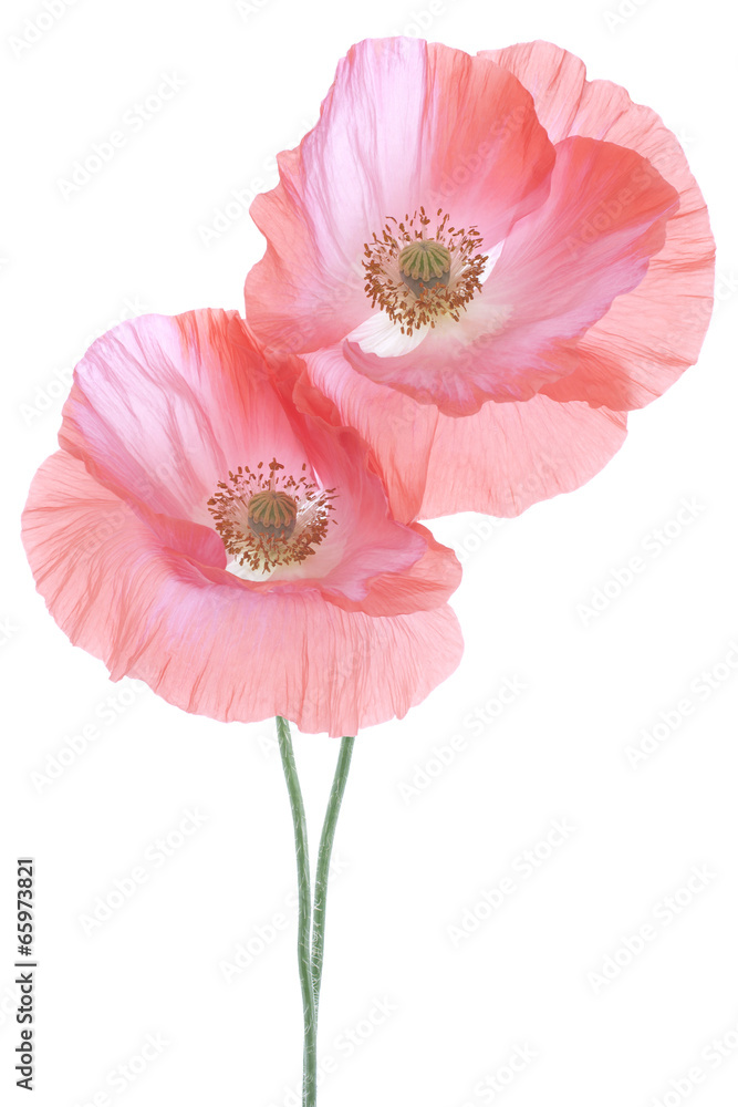 Fototapeta premium MAK