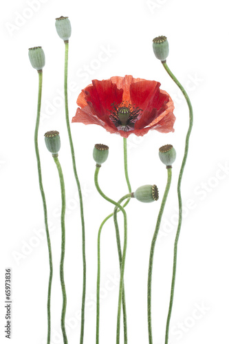 Fototapeta Naklejka Na Ścianę i Meble -  poppy