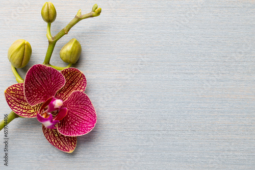 Fototapeta Naklejka Na Ścianę i Meble -  Orchid background.