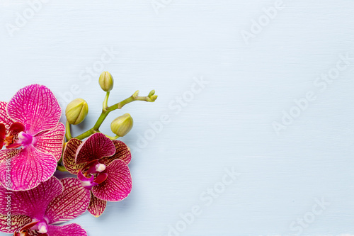 Fototapeta Naklejka Na Ścianę i Meble -  Orchid.