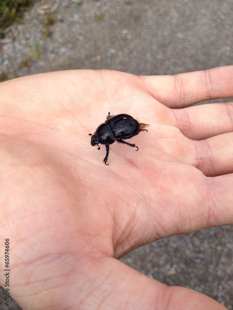 Little Beetle Little Beetle
