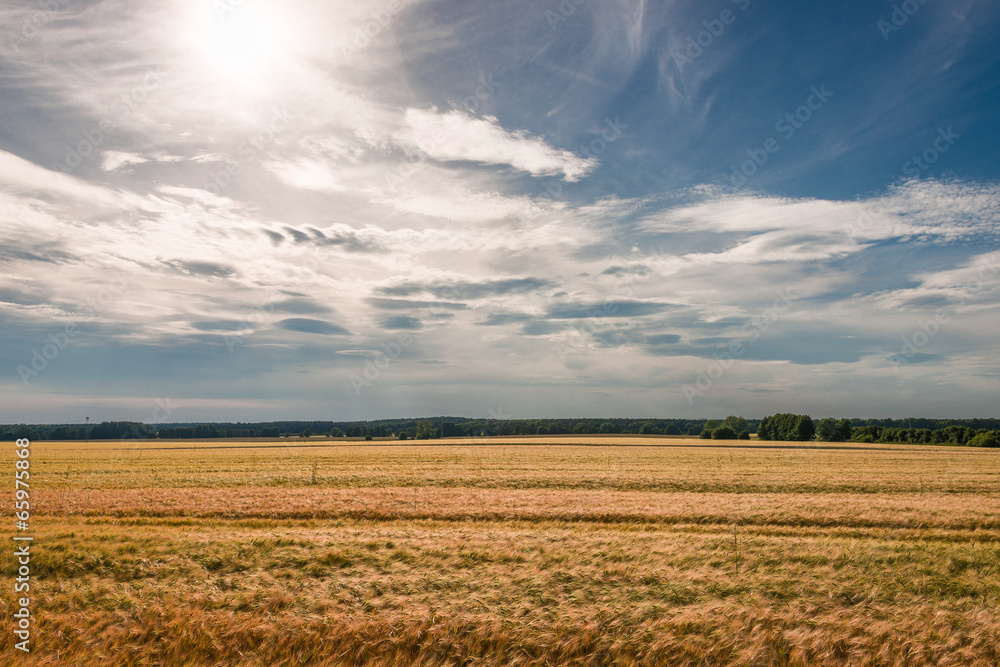 Summer sunset at golden field landscape, gorgeous nature, German