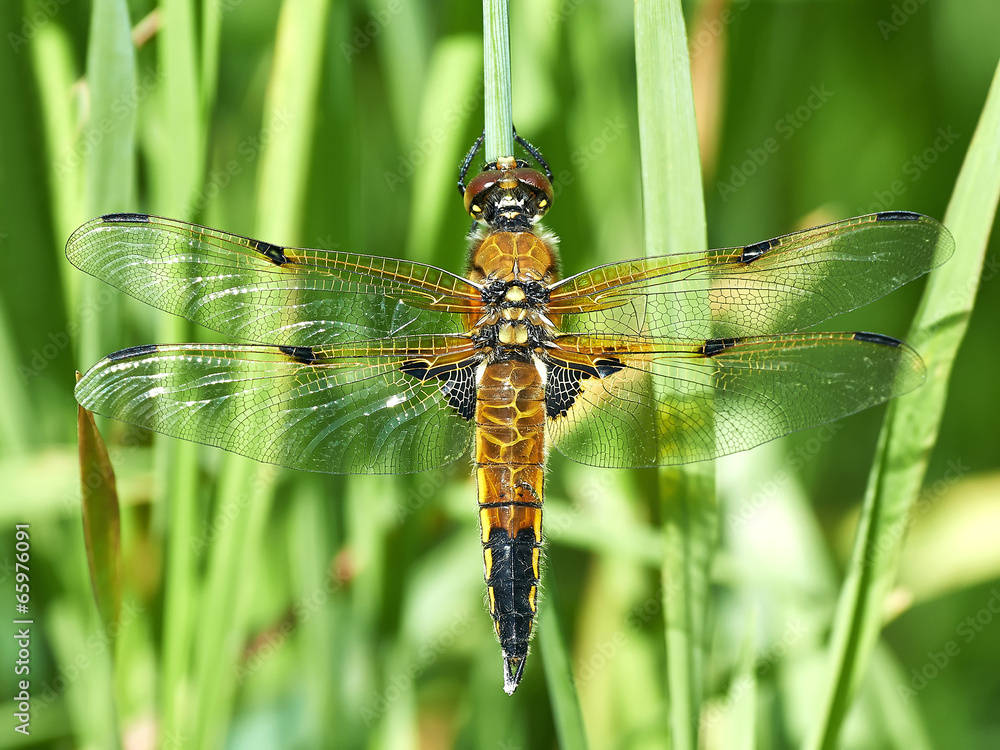 Four-spotted Chaser (Libellula quadrimaculata) Four-spotted Chaser (Libellula quadrimaculata)