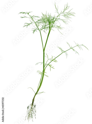 dill vegetable plant isolated