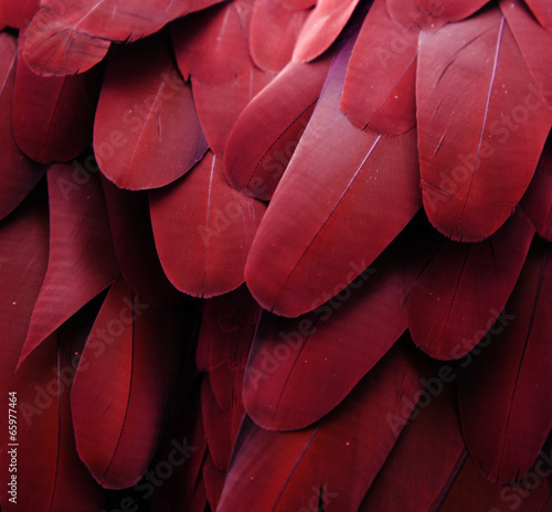 Bird Feathers (Red)
