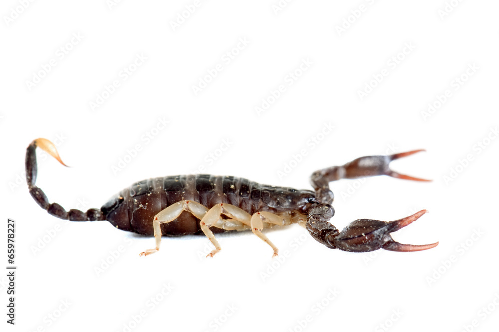 brown scorpion brown scorpion