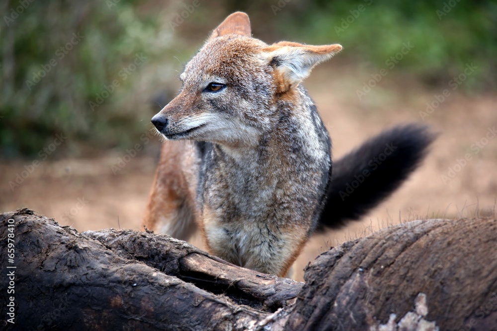 Black Backed Jackal Black Backed Jackal